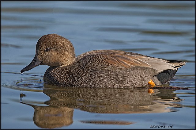 _1SB0362 gadwall drake.jpg